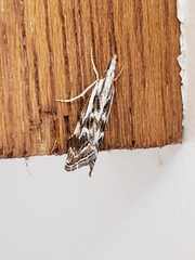 Catoptria oregonicus