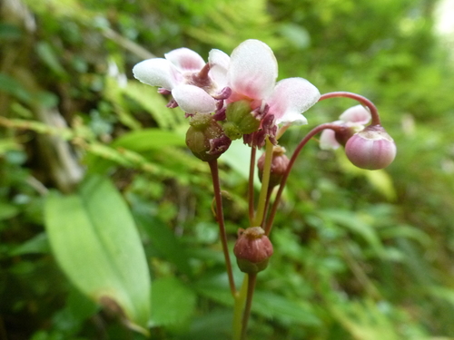 Chimaphila umbellata ssp. occidentalis