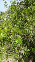 Fraxinus dipetala