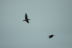 Gallinago nigripennis