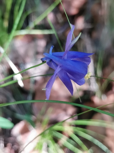 Image of Aquilegia einseleana by (c) Ljaž, some rights reserved (CC BY)