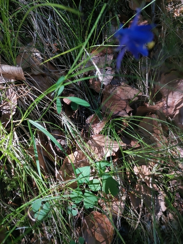 Image of Aquilegia einseleana by (c) Ljaž, some rights reserved (CC BY)