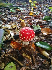 Amanita muscaria