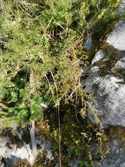 Asperula purpurea purpurea