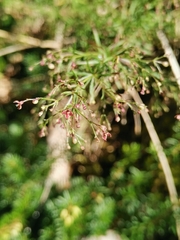 Asperula purpurea purpurea