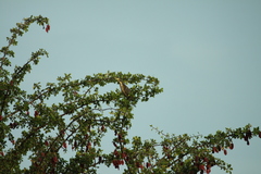 Ixobrychus sturmii