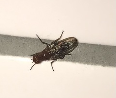 Sciomyzoidea