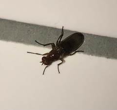 Sciomyzoidea