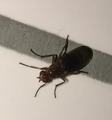 Sciomyzoidea