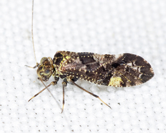 Lichenomima sparsa