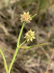Sparganium natans