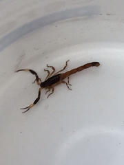 Centruroides flavopictus