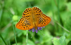 Argynnis paphia