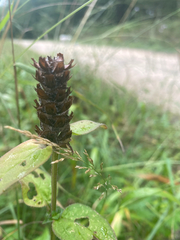 Prunella vulgaris vulgaris