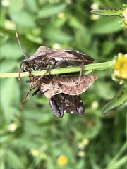 Piezogaster indecorus