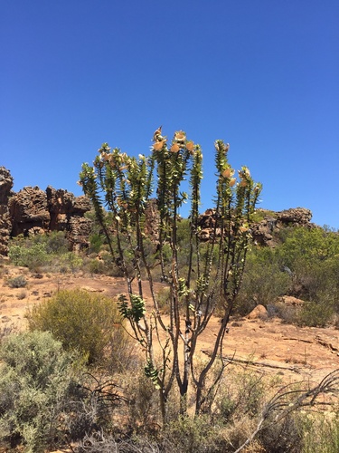 wild cotton