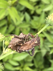 Piezogaster indecorus
