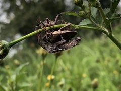 Piezogaster indecorus