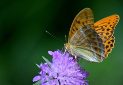 Argynnis paphia