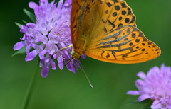 Argynnis paphia
