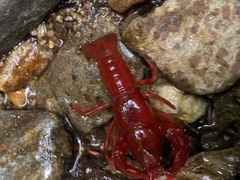 Cambarus carolinus