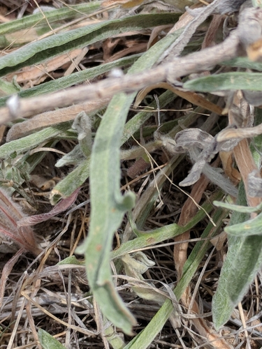 Image of Psilostrophe gnaphalodes by (c) Alison Northup, some rights reserved (CC BY)