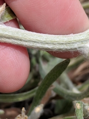 Psilostrophe gnaphalodes