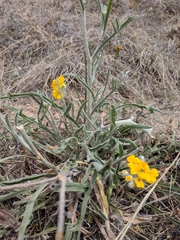 Psilostrophe gnaphalodes