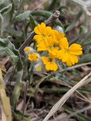 Psilostrophe gnaphalodes