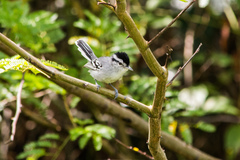 Herpsilochmus atricapillus