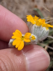 Psilostrophe gnaphalodes