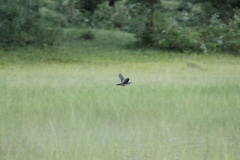 Paragallinula angulata