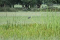 Paragallinula angulata