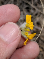 Psilostrophe gnaphalodes