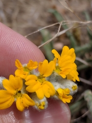 Psilostrophe gnaphalodes