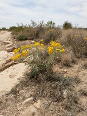 Psilostrophe gnaphalodes