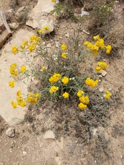 Psilostrophe gnaphalodes