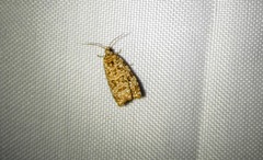 Phaecasiophora niveiguttana