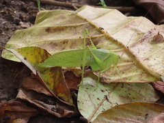 Rectimarginalis fuscospinosa
