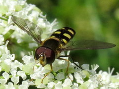 Epistrophella emarginata