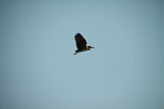 Gorsachius leuconotus