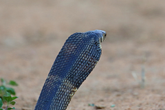 Black and White Cobra photo 3