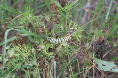 Ammoselinum butleri