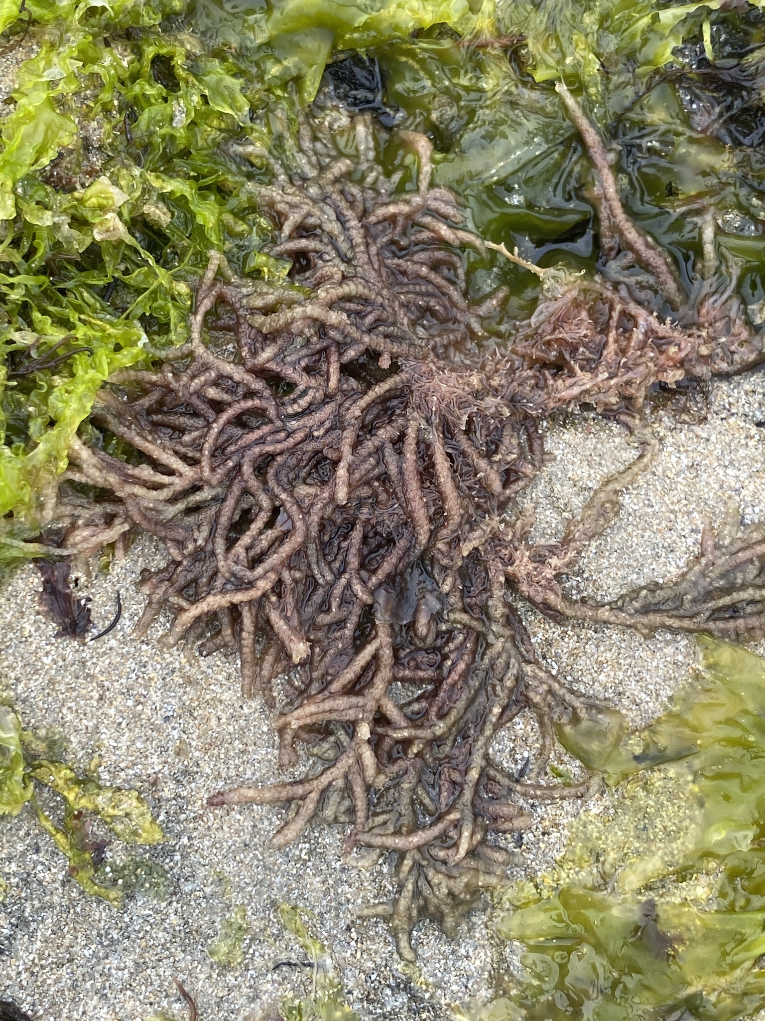 Halurus equisetifolius