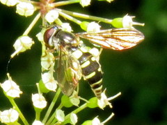 Melangyna fisherii