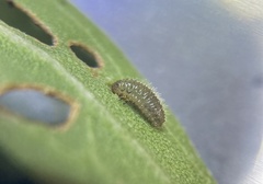Ophraella notulata