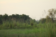 Gallinago nigripennis