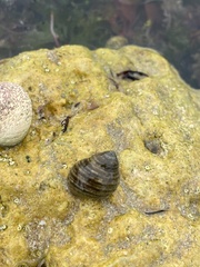 Littorina saxatilis