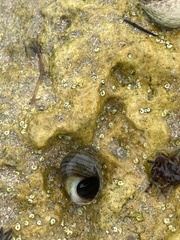 Littorina saxatilis