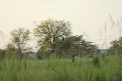 Gallinago nigripennis